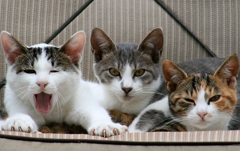 Convivieron 16 años, se separaron y le ganó la tenencia de tres gatos | Actualidad