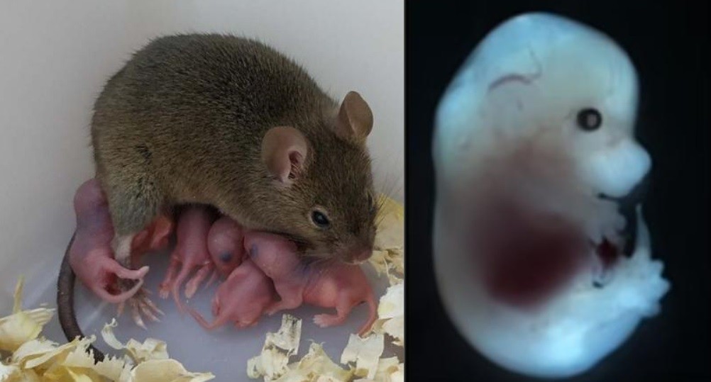 Científicos lograron que una rata tenga crías sin sexo ni esperma | Curiosidades