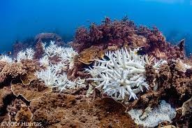 La Gran Barrera de Coral australiana sufre un blanqueamiento por las altas temperaturas | Curiosidades