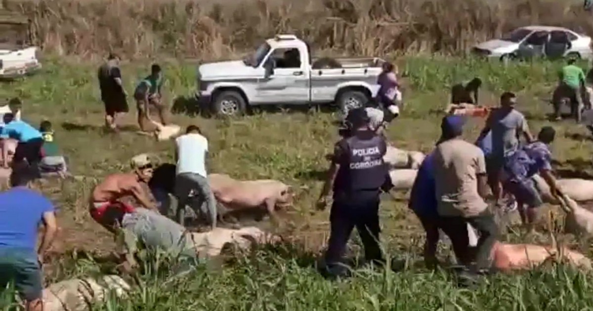 Intentar saber quienes saquearon el camión con cerdos | Córdoba