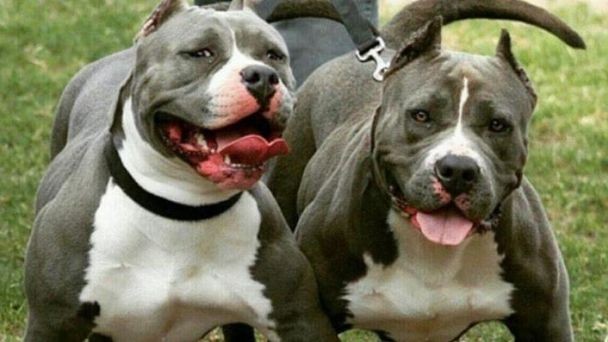 ¿Educar los perros o educar a los humanos? | Córdoba