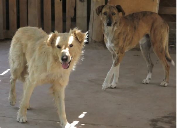 Perros abandonados: casi 7 de cada 10 sanjuaninos dijeron que en su barrio hay alguna jauría peligrosa | Actualidad