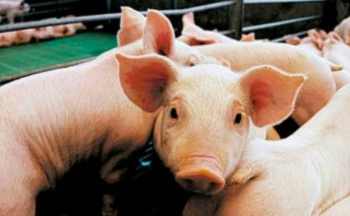 Reportaron 13 casos de triquinosis en Córdoba Capital | Córdoba