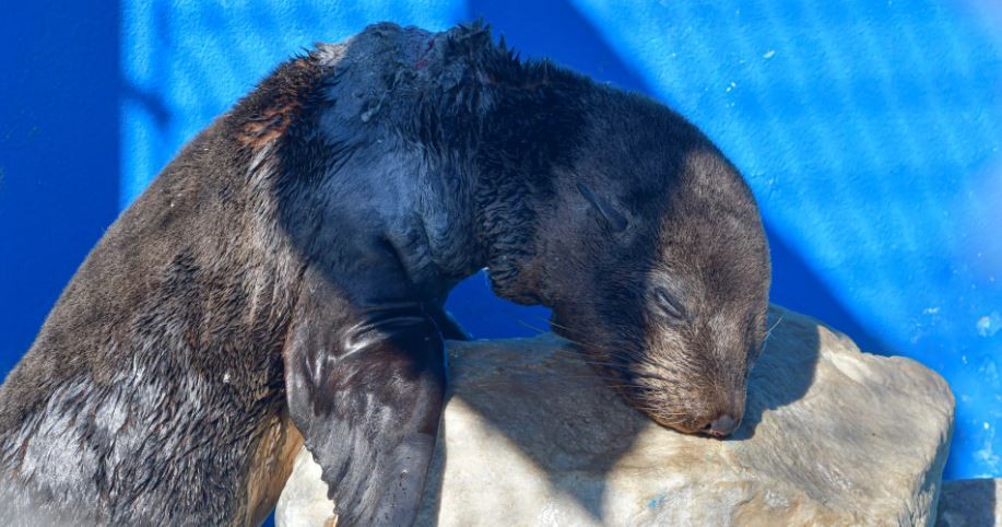 Video: Así curaron a un lobo marino herido en el cuello por un zuncho plástico | Actualidad
