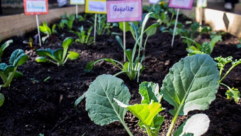 Universitarios de San Luis arman huertas comunitarias para que vecinos tengan alimentos saludables | Actualidad