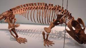 Investigadores del Conicet hallaron restos de un antepasado de mamífero de 220 millones de años | Actualidad