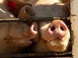 Proteccionistas y veganos marcharán al Congreso en el Día de la Lucha por la Liberación Animal | Actualidad