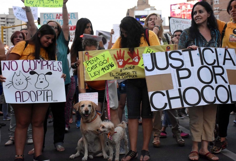 Día del Animal: piden nuevas leyes y endurecer las penas por maltrato | Actualidad