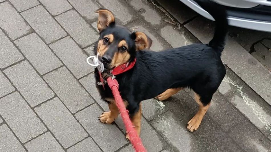 El drama de Coco: el perro que está varado en Ezeiza y amenazan con sacrificarlo | Actualidad