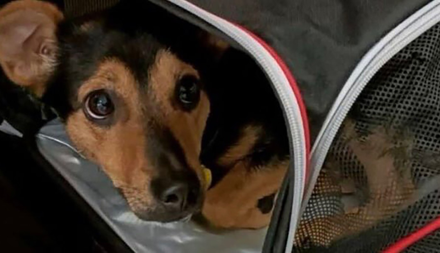 El perro Coco será vacunado y quedará en cuarentena en Ezeiza | Actualidad