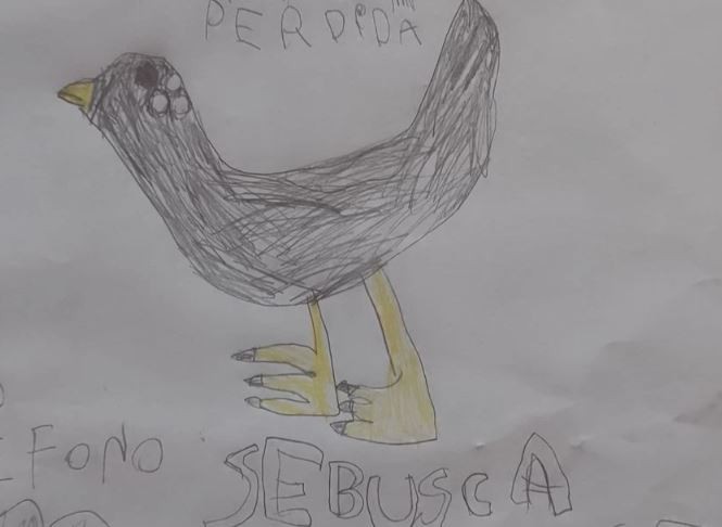Una niña de 8 años recuperó a su gallina gracias a un dibujo y la ayuda del barrio | Actualidad