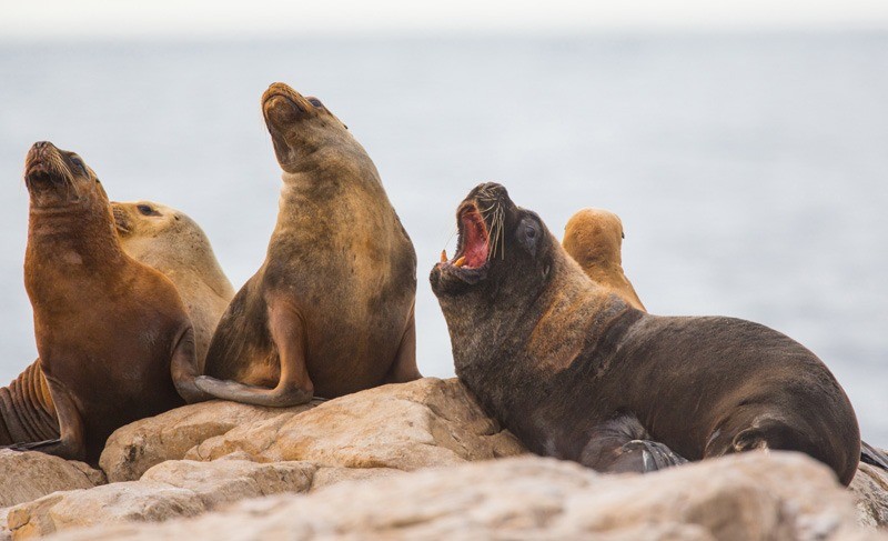 Argentina tiene su primer parque nacional marino en Río Negro | Curiosidades
