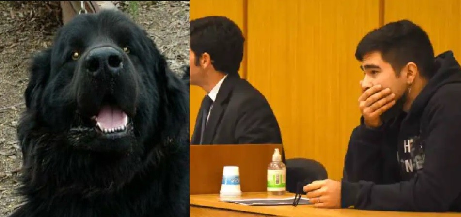 Declarado culpable por matar a patadas a un perro en General Roca | Actualidad