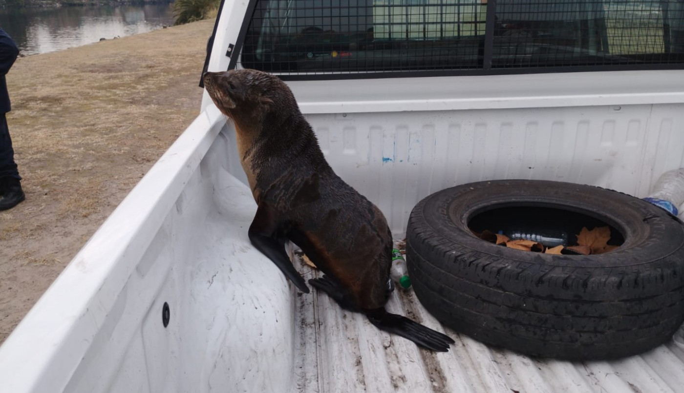 Rescataron un lobito marino que estaba perdido en el Riachuelo | Actualidad