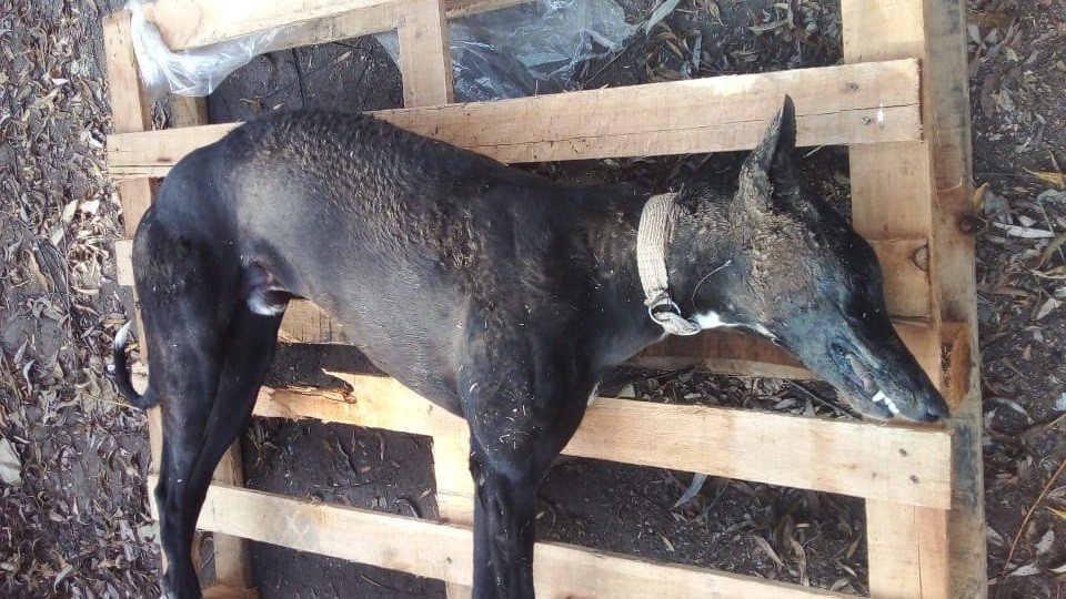 Aberrante: mataron con comida envenenada a perros y gatos en Rosario | Actualidad