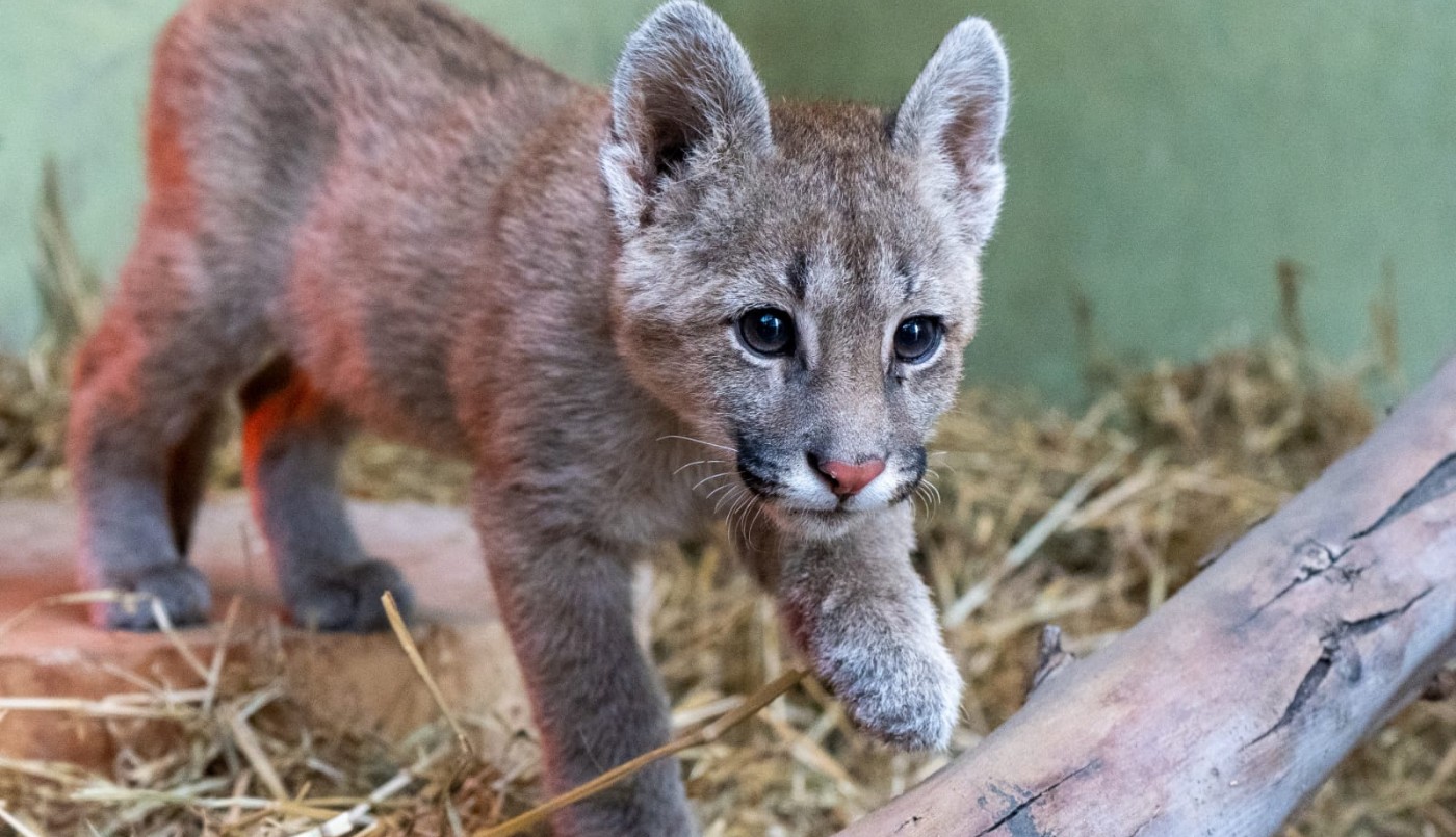 Rescataron a un puma cachorro y lo trasladaron al Parque de la Biodiversidad | Córdoba