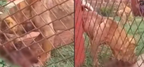 Una mujer filmó la muerte de su mascota: "Se la están comiendo los perros" | Actualidad