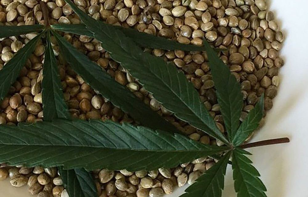 Cannabis: Argentina legalizó la compra y venta de semillas para autocultivo medicinal | Actualidad