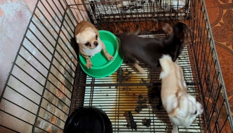 Clausuran un criadero ilegal con 123 perros chiguaguas en Villa Crespo | Actualidad
