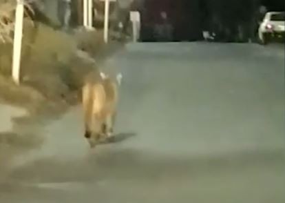 Pumas sueltos en Villa Gesell: suspenden las clases | Actualidad