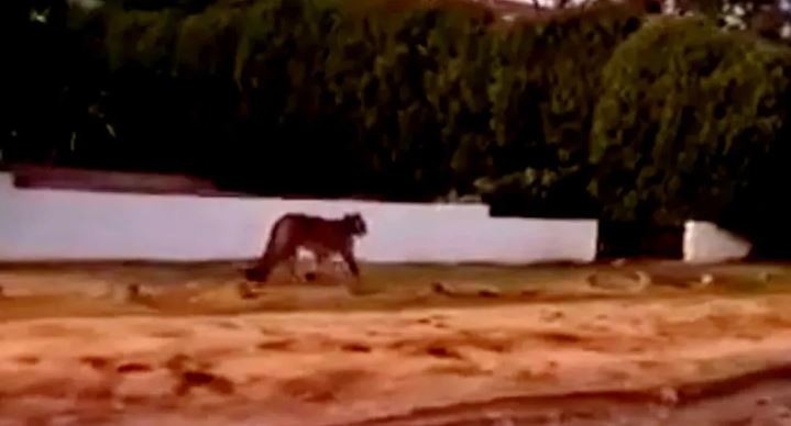 Tras una noche de vigilancia, no hay señales de los pumas en Villa Gesell y creen que podrían haber regresado a su hábitat | Actualidad