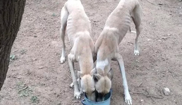 Bell Ville: rescataron a seis galgos desnutridos que los usaban para alimentar a un perro pitbull | Córdoba