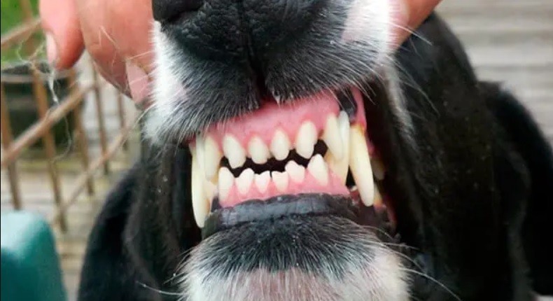 Dos perros atacaron y mataron a una mujer: el dueño quedó demorado | Actualidad