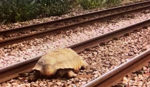 Una tortuga gigante interrumpió la circulación de trenes en Inglaterra durante una hora y media | Curiosidades