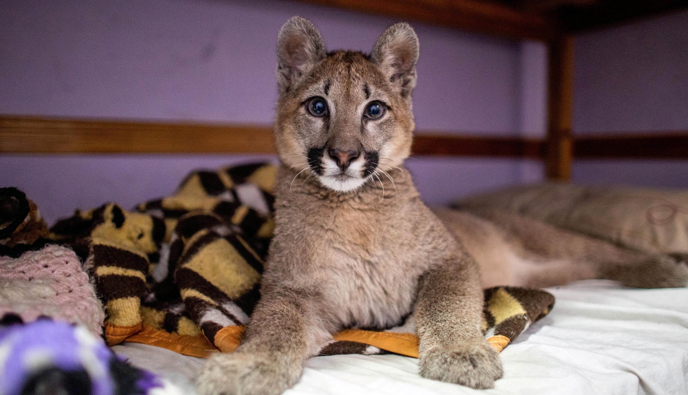 Por primera vez un fallo declaró a una puma "animal no humano sujeto de derechos" | Actualidad