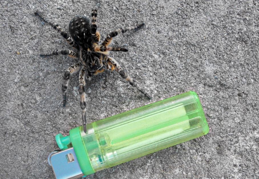 Estados Unidos: intentó quemar una araña pero provocó un incendio forestal | Internacionales