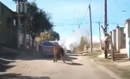 Video: Vecinos denuncian a una persona que arrastraba un caballo con el auto | Córdoba