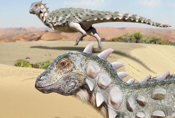 Presentaron a Jakapil, el nuevo dinosaurio acorazado descubierto en Río Negro | Actualidad