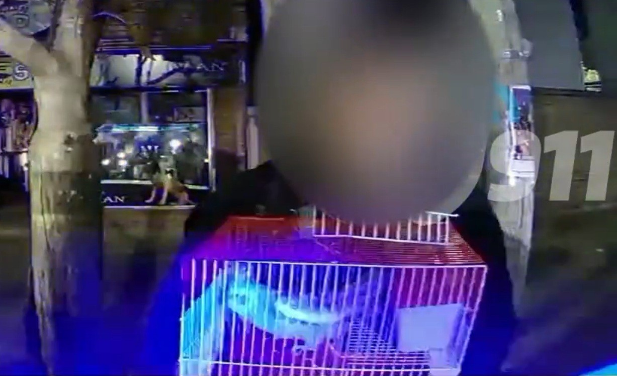 Insólito: robaron tres loros de una veterinaria junto con sus hijos | Córdoba