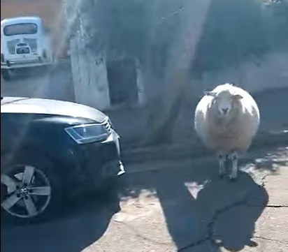 "La Pipi": la oveja que pasea por las calles céntricas | Actualidad