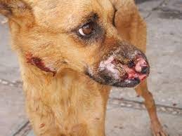 Detectan 10 casos de leishmaniasis en perros y recomiendan extremar la prevención | Córdoba