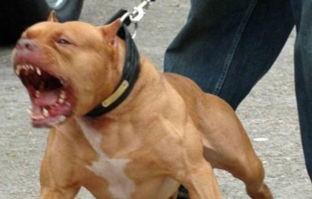 Un pitbull atacó a un adolescente que entró a robar a una cancha de fútbol | Actualidad