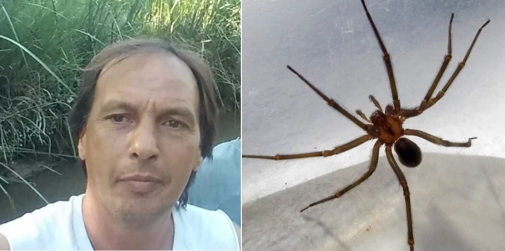 Un vecino de Benavidez fue picado por una araña de rincón y murió a los tres días | Actualidad