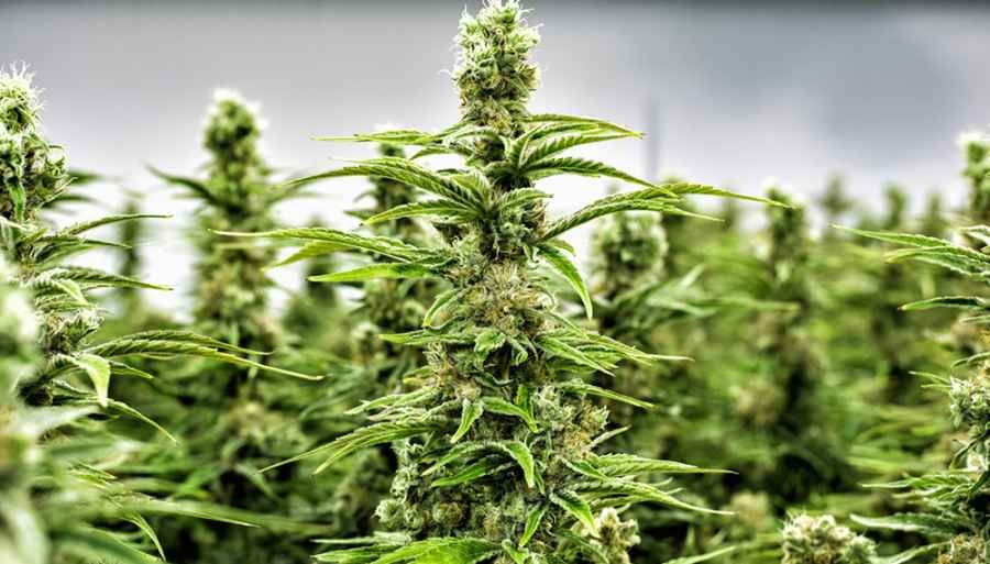 Cannabis medicinal: el gobierno de Chubut le cedió tierras a la asociación "Mamá cultiva" para su producción | Actualidad