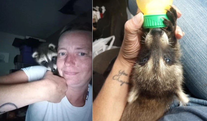 La detuvieron por llevar un mapache a un bar: las autoridades sacrificaron al animal | Internacionales