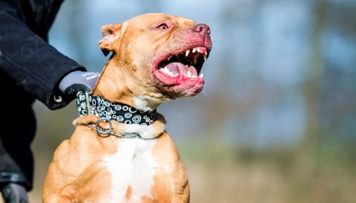 Un pitbull entrenado para la caza mató a una nena de 10 años | Actualidad