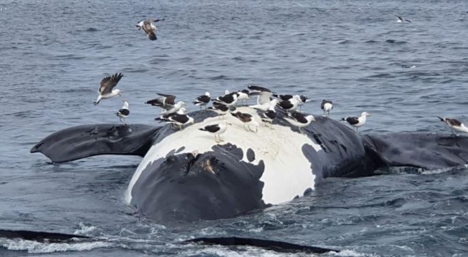 Aumenta el número de ballenas muertas en el Golfo Nuevo | Actualidad