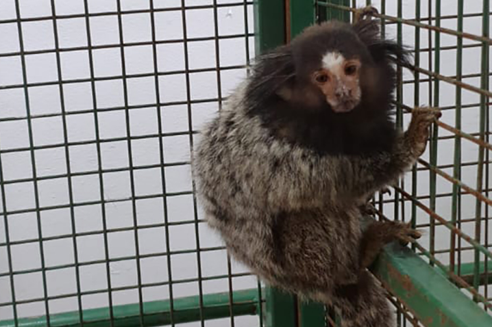 Policía Ambiental recuperó una mona en barrio Cabildo | Córdoba