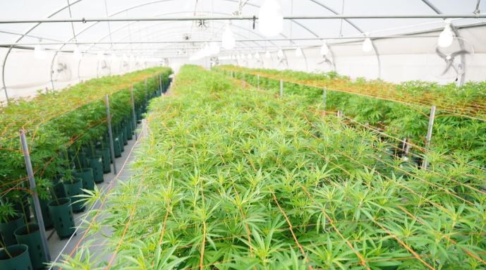 Habilitan la primera planta de producción y procesamiento de cannabis medicinal del país | Actualidad