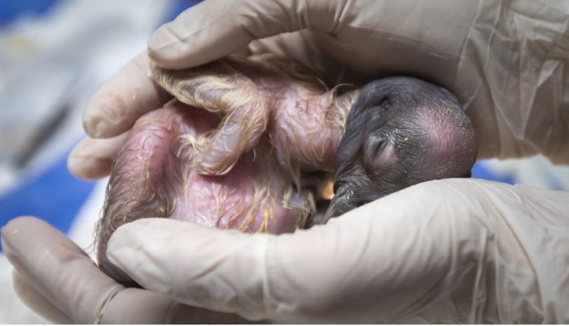 Nació en el Ecoparque porteño un nuevo cóndor incubado de forma natural por su madre | Clima, Naturaleza y Medio ambiente