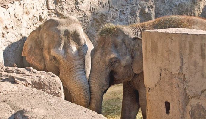 Murió la elefanta que había sido trasladada desde Mendoza a un santuario en Brasil | Actualidad