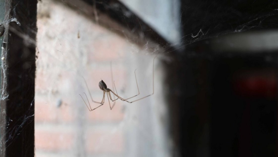 Murió una nena de un año y medio tras ser picada por una "araña de rincón" | Actualidad