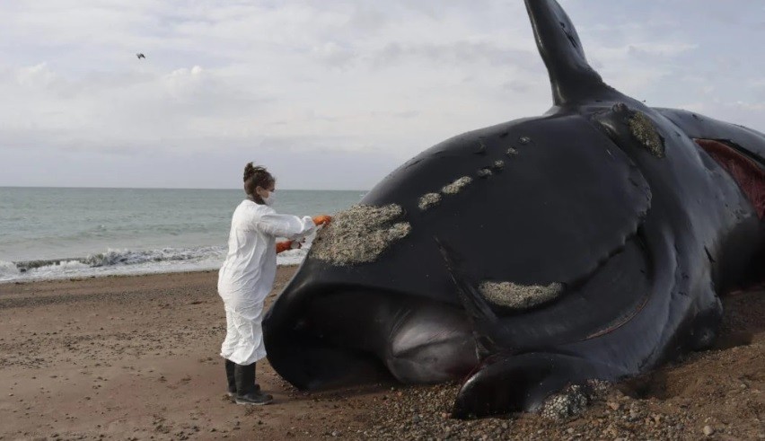 Muerte de más de 30 ballenas en Península Valdés: descubrieron la causa | Actualidad