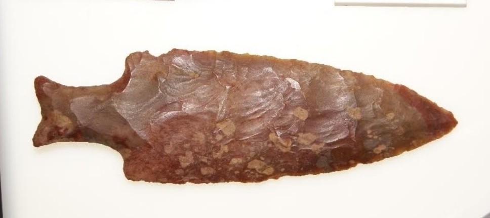 Las armas "cola de pescado" causaron la extinción de la megafauna en Sudamérica | Actualidad