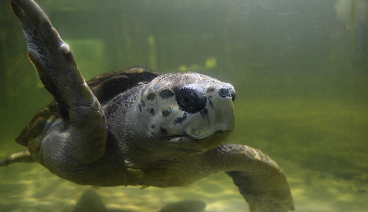Trasladan al tortugo Jorge a Mar del Plata tras 38 años en cautiverio en Mendoza | Actualidad