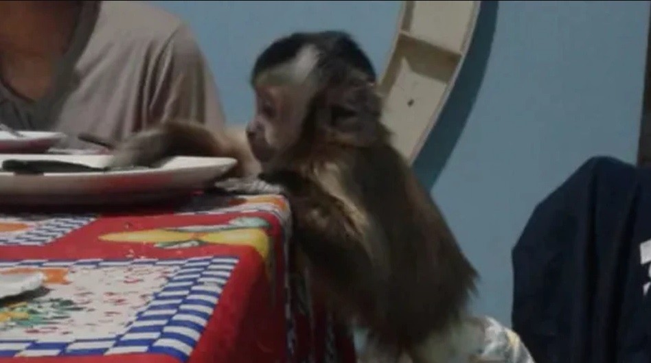 Conflicto en La Pampa con "familia multiespecie": criaron un mono durante 9 años y se los sacó la Policía | Actualidad
